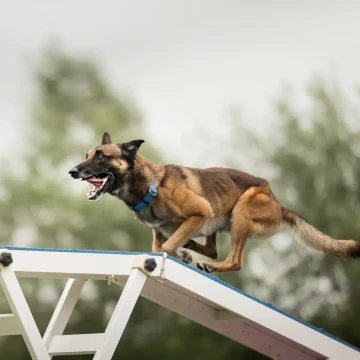 Belteam Summer Agility Cup