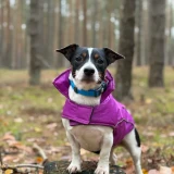 Belteam Autumn Agility Cup 