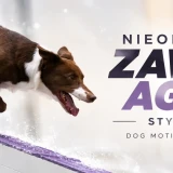 Nieoficjalne zawody agility, styczeń 2027