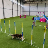 Łapkomania na hali - przebiegi agility
