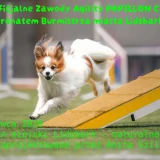 III Nieoficjalne Zawody Agility PAPILLON CUP pod patronatem burmistrza miasta Lidzbark 