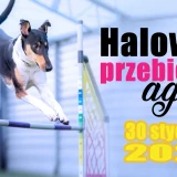 Halowe treningowe przebiegi agility 2027 MARZEC