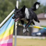 Barko spontan