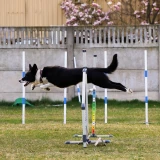 Treningowe Zawody Agility na początek lata