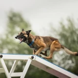 Belteam Summer Agility Cup